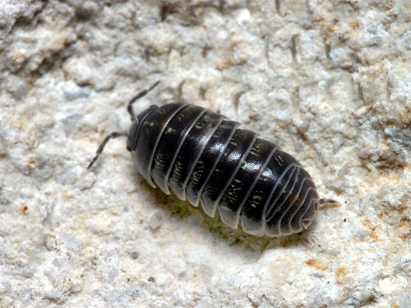 A Roly Poly